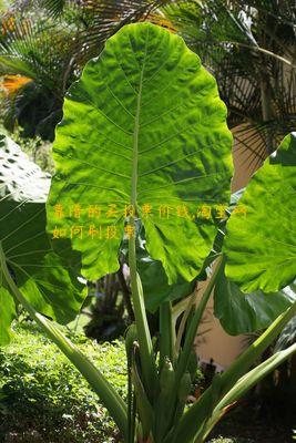 靠谱的买投票价钱,淘宝网如何刷投票
