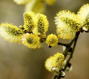 微信刷票api微信投票一键登录