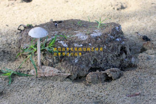 微信投票兑奖微信群怎样用投票帮进行投票 