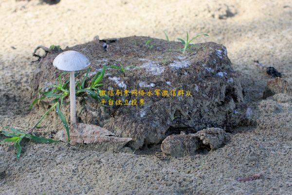 微信刷票网络水军微信群众平台独立投票 