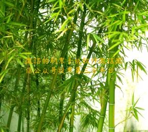微信的刷票手机软件微信微信公众号投票第三方平台