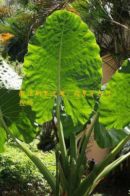 微信刷票江湖：投票平台可控吗