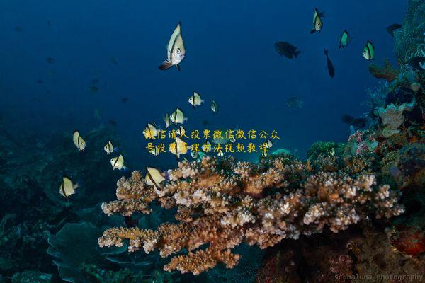 微信请人投票微信微信公众号投票管理方法视频教程