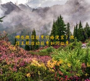 哪些微信投票价格便宜？微信主题活动投票如何拉票 