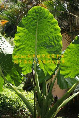 WeChat 刷票的原理简单等同于模拟人登录网站投票